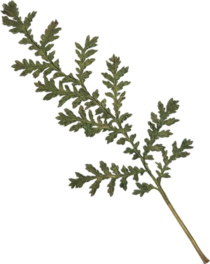 Dried and Pressed Leaf