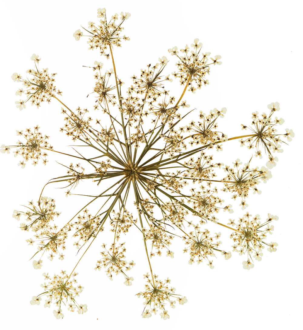 Hand Pressed Flora